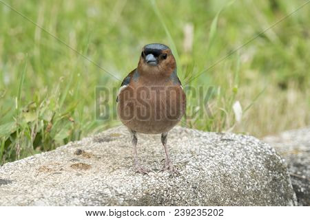 Finch Fringilla Coelebs Bird On Tree