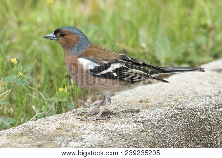 Finch Fringilla Coelebs Bird In The Garden