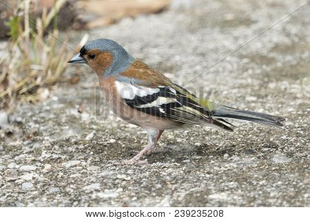 Finch Fringilla Coelebs Bird On Tree