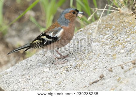 Finch Fringilla Coelebs Bird On Tree