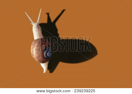 Grawling Garden Snail Isolated On Orange Color Background, Close-up Macro Top View