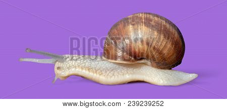 Grawling Garden Snail Isolated On Violet Color Background, Close-up Macro Side View