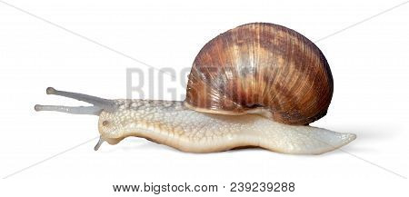 Grawling Garden Snail Isolated On White Background, Close-up Macro Side View