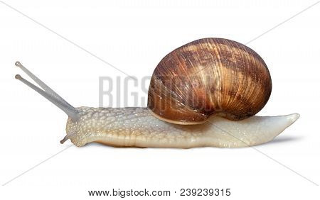 Grawling Garden Snail Isolated On White Background, Close-up Macro Side View