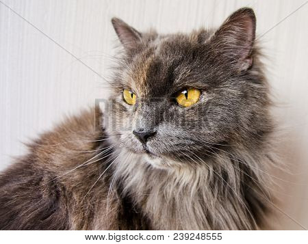 British Long-haired Gray Cat Looks Aside On Beige Background