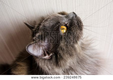British Long-haired Gray Cat Looks Up, On Beige Background.