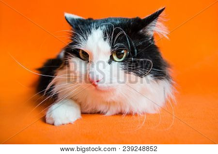 Mongrel Black And White Cat In Stress Looking Aside On Orange Background.