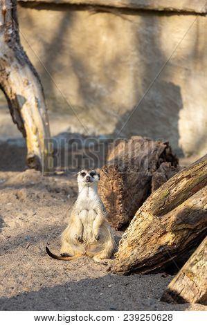 Meerkat Sitting Very Lazy And Relaxed On Sand Flloor Gazing Into The Camera