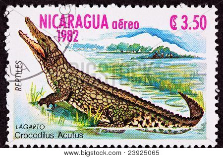 ยกเลิกแสตมป์ Nicaraguan ที่ยืนจระเข้อเมริกัน Crocodilus Acutus มาร์ช