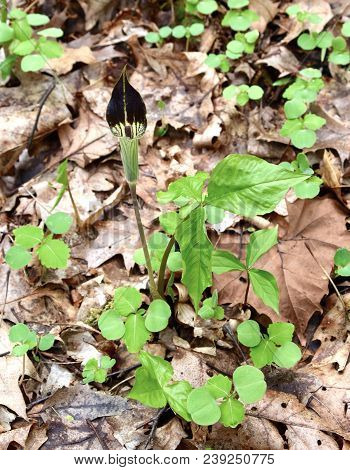 Purple And Green Flower And Green Leaves Of A Jack In The Pulpit Plant Emerging In A Spring Forest.