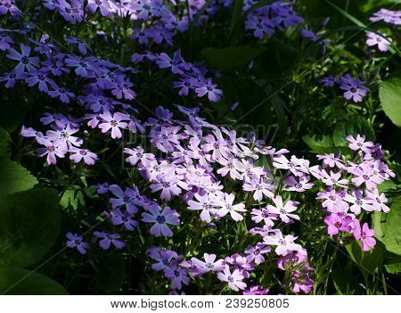 Variety Of Forms Of Plant Colors. Delicate Neat Flowers Of The Phlox-shaped.