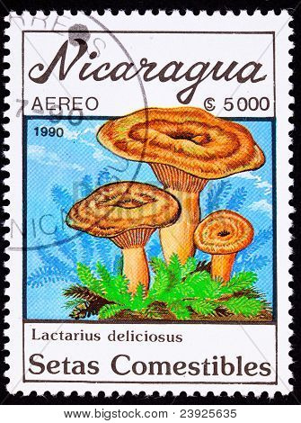 Cancela Nicaragua estampilla seta leche azafrán Cap Lactarius Deliciosus