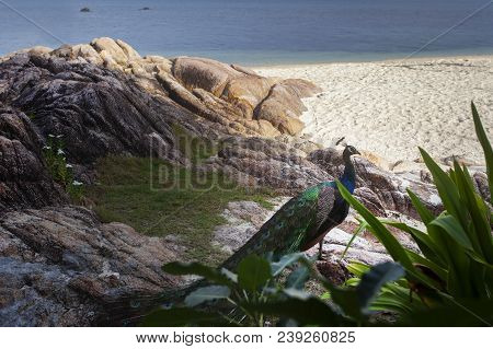 Beautiful Indian Peacock Standing On Sea Beach