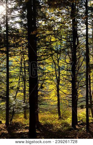Trees In Autumn Season Background