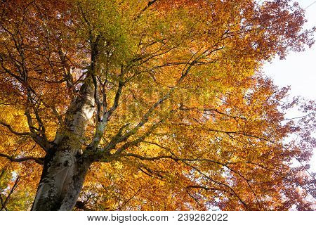 Trees In Autumn Season Background