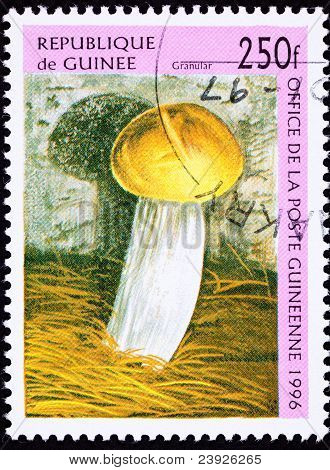 Annullerede Guinea frimærke kornede champignon
