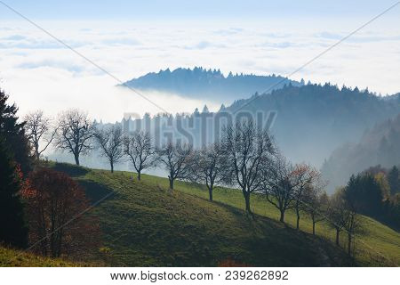 Trees In Autumn Season Background. Beauty In Nature. Autumn Lansdscape