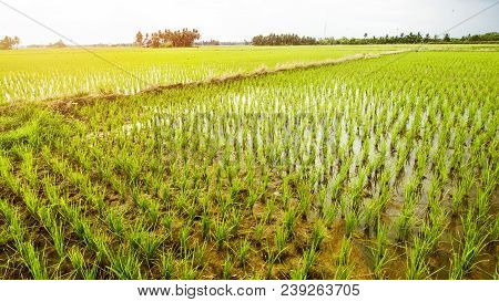 Rice Field Landscape, Paddy Field Landscape, Tropical Landscape
