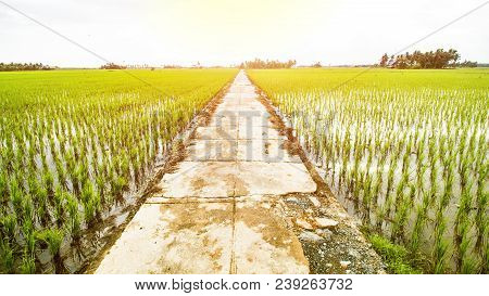 Rice Field Landscape, Paddy Field Landscape, Tropical Landscape