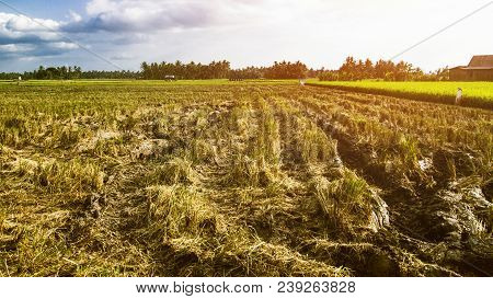 Rice Field Landscape After Harvesting, After Harvest, Harvest