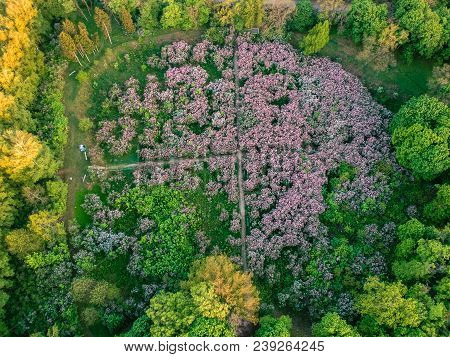 Early Dawn Low Light Aerial Image Of Lilac Garden At Spring