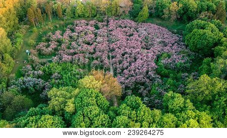 Early Dawn Low Light Aerial Image Of Lilac Garden At Spring