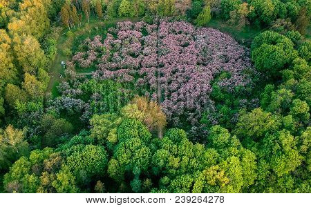 Early Dawn Low Light Aerial Image Of Lilac Garden At Spring