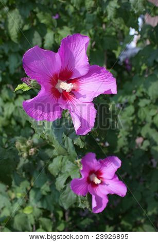 Rosa fiore di un ibisco