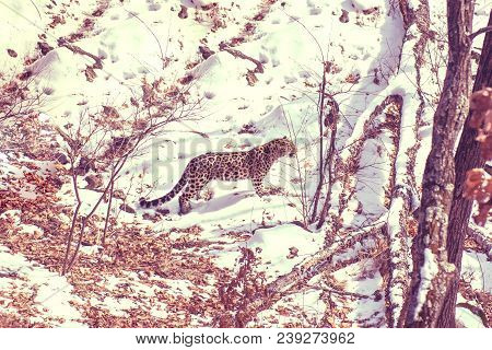 Seaside Leopard, Aggressive Animal Walks On Snowy Ground, Big Beautiful Striped Leopard. Winter