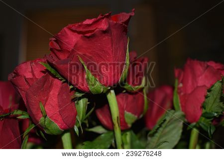 Close Up Of Red Rose In Bloom