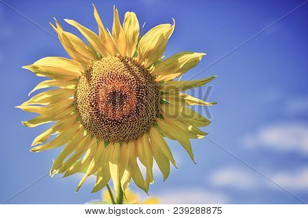 Summer Landscape With A Field Of Blooming Sunflowers.