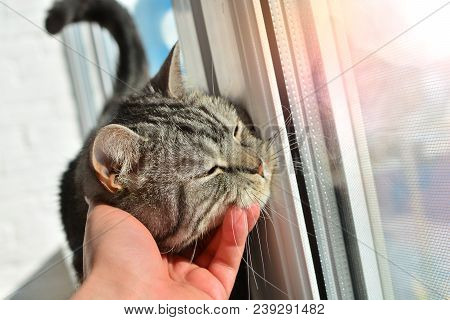 Owner Stroks A Beautiful Cat Near The Window In A Sunny Morning Day.