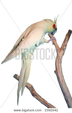 Pappagallo