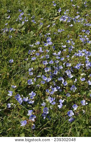 Slender Speedwell - Veronica Filiformis 
Introduced Lawn Weed
