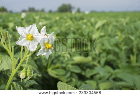 Blooming Potato Field With White Flowers Detail. Guadiana Meadows, Extremadura