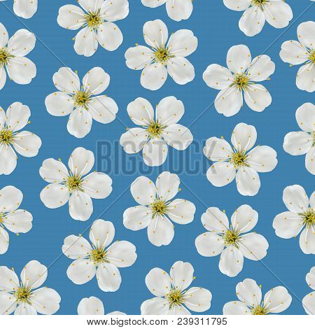 Seamless Pattern. White Cherry Flowers On A Blue Background.