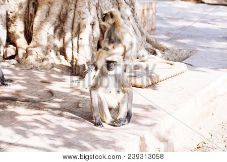 Gray Langurs Monkey. India