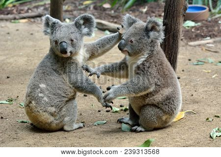 Two Koalas Sitting On The Ground In Queensland, Australia.