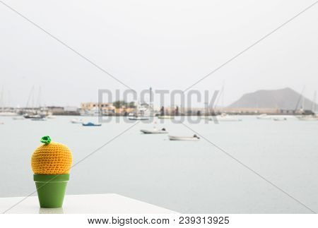 Unreal Cactus By Marina, Coralejo, Canary Islands
