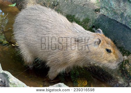 Capybara (hydrochoerus Hydrochaeris) Is A Large Semi-aquatic Rodent, Found In Central And South Amer