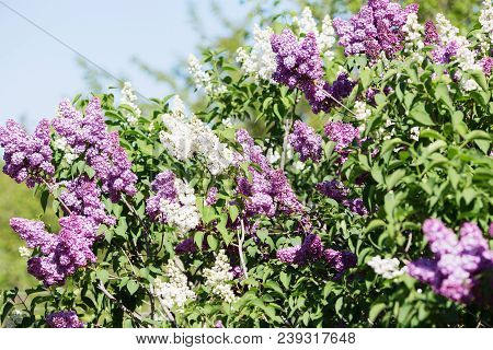 Floral Natural Background. Lilac Flowers Close Up. Lilac Flowers Background. Macro Image Of Spring L