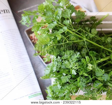Fresh Parsley In The White Wooden Box. Fresh Kitchen Herbs .top View, Food Concept.