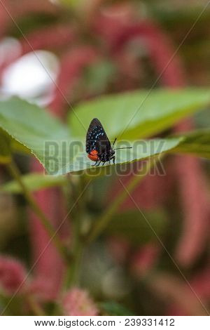 Black And Orange Red Atala Butterfly Called Eumaeus Atala Perches On A Green Leaf