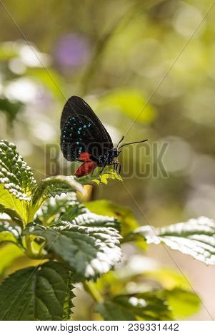 Black And Orange Red Atala Butterfly Called Eumaeus Atala Perches On A Green Leaf