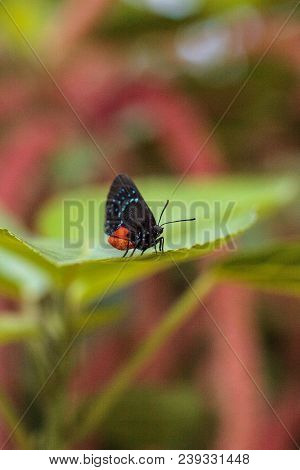Black And Orange Red Atala Butterfly Called Eumaeus Atala Perches On A Green Leaf