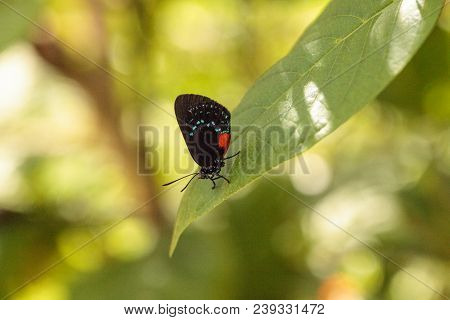 Black And Orange Red Atala Butterfly Called Eumaeus Atala Perches On A Green Leaf