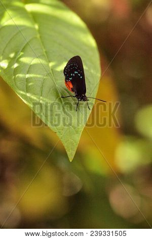 Black And Orange Red Atala Butterfly Called Eumaeus Atala Perches On A Green Leaf