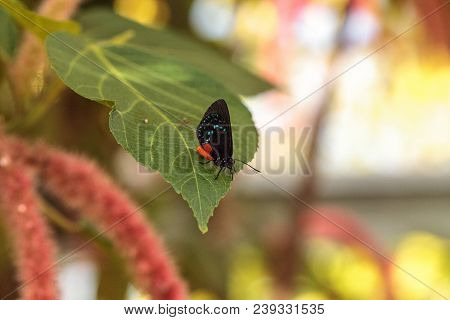 Black And Orange Red Atala Butterfly Called Eumaeus Atala Perches On A Green Leaf