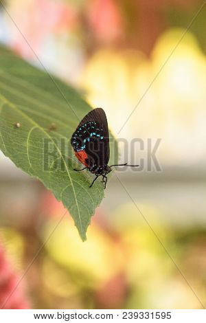 Black And Orange Red Atala Butterfly Called Eumaeus Atala Perches On A Green Leaf