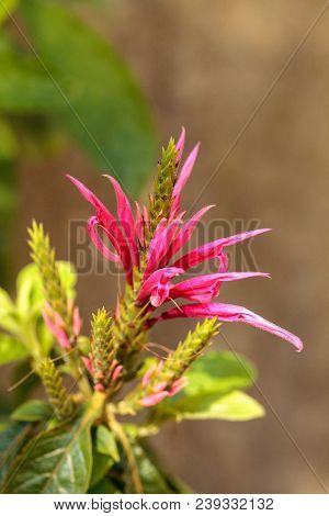 Pink Bee Balm Spikey Flower Monarda Didyma In A Garden In Naples, Florida